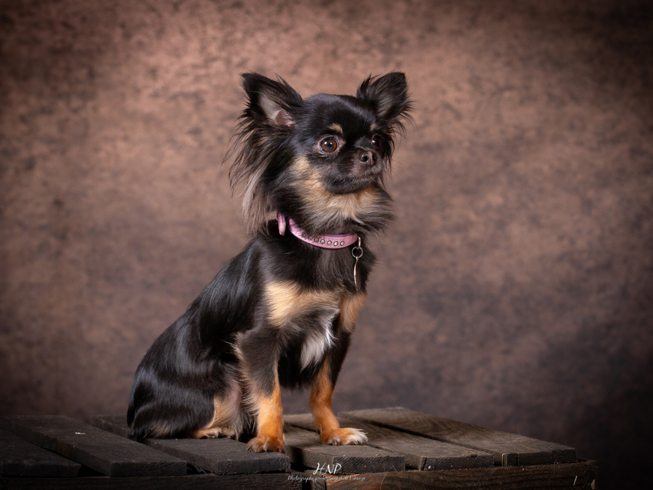 La séance photos canin en studio où la patience rime avec expérience