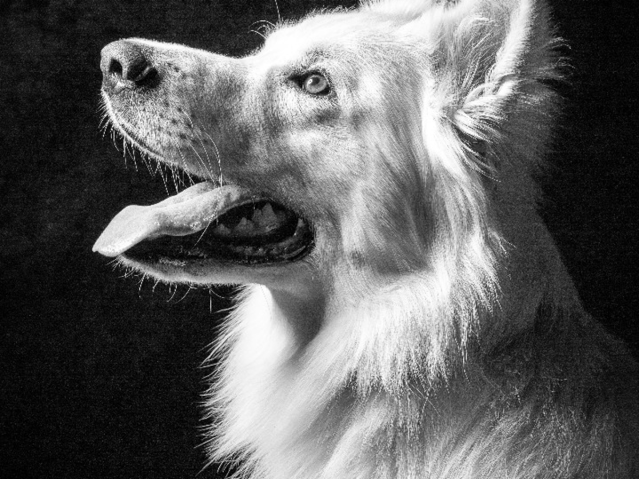 La séance photos canin en studio où la patience rime avec expérience