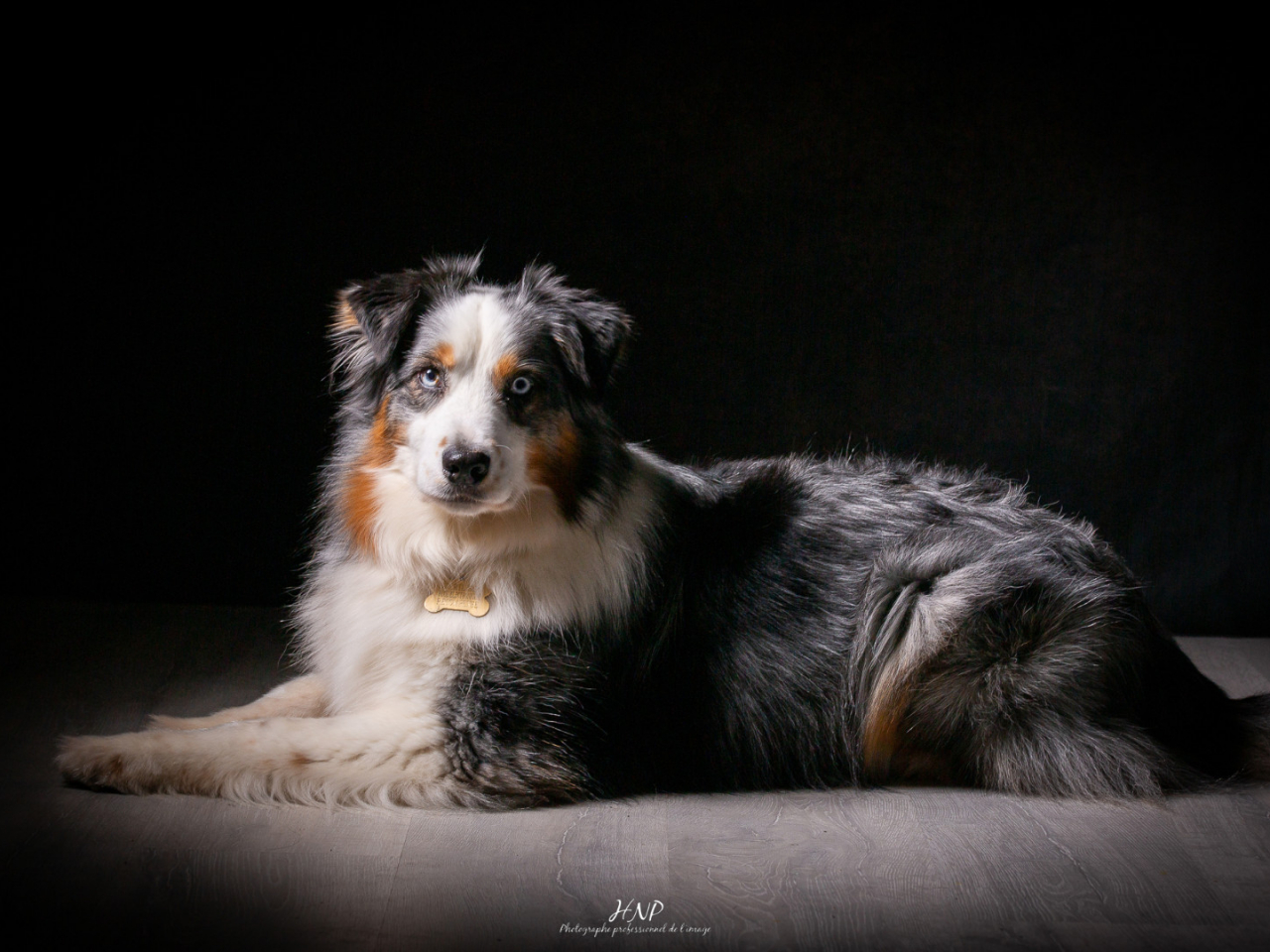 La séance photos canin en studio où la patience rime avec expérience